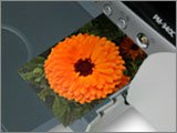 ����ς�ʐ^�掿�ɋ����v�����^���~����